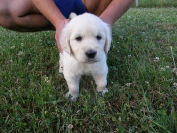 GOLDEN RETRIEVERS