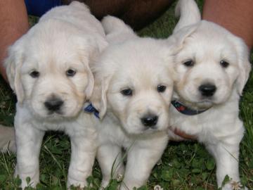 GOLDEN RETRIEVERS