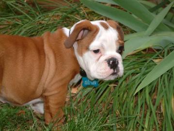 Wundersch�ne Englische Bulldoggen