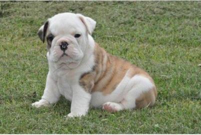 Wundersch�ne Englische Bulldoggen