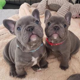 S��en Franz�sische Bulldogg Welpen