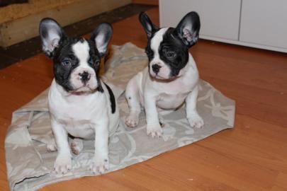 s��er Franz�sisch Bulldogge-Welpen, ( 4