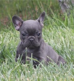 franz?sische Bulldog Welpen