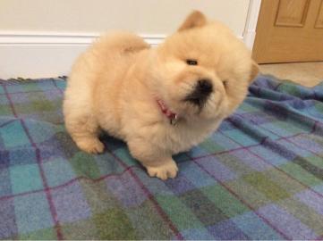 Wundersch?ne Chow Chow Welpen