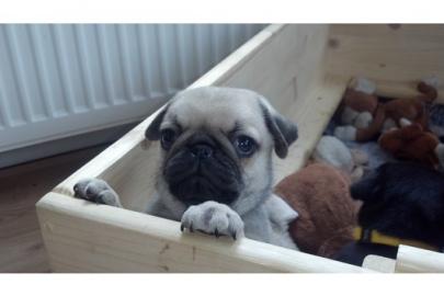 Mops/ M�pse aus liebevoller Hobby