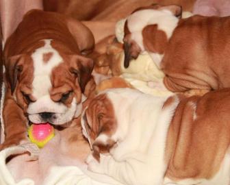 Englische Buldogge wundersch�ne Rassehun