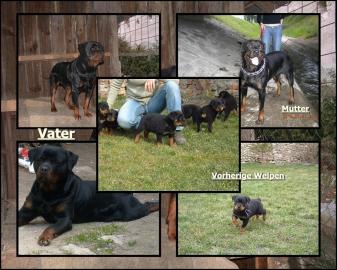 Rottweilerwelpe zu verkaufen!