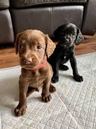 Labrador Welpe reinrassig R?de whatsapp