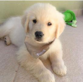 Zwei Golden Retriever