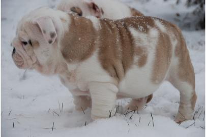 Englische Bulldoge welpen