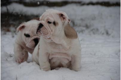 Englische Bulldoge welpen