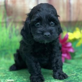 COCKAPOO-WELPEN
