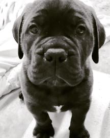 Adorable Bullmastiff Welpen zu verkaufen