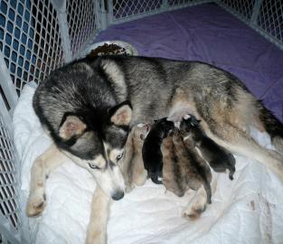 Weihnachtsgeschenk Siberian Husky Welpen