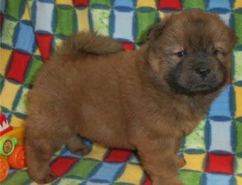 Chow Chow Welpen zu verkaufen