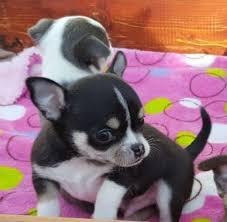 Reinrassiger Chihuahua Welpen. (kurzhaar)