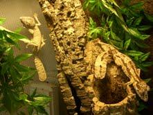 Biete: Uroplatus henkeli
