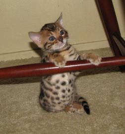 Rasechte Bengaalse kittens