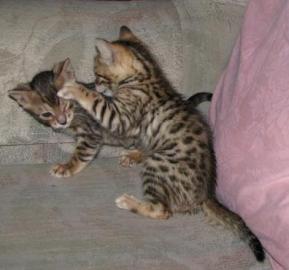 Rasechte Bengaalse kittens
