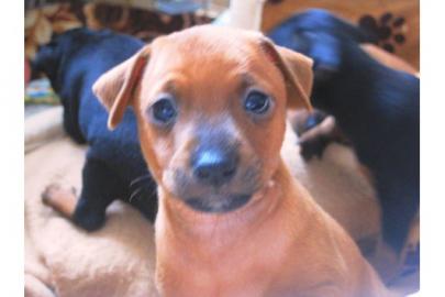 Zwergpinscher-Welpen vom familieZ�cht