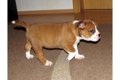 3/4 Englische Bulldogge Welpen zu Verka