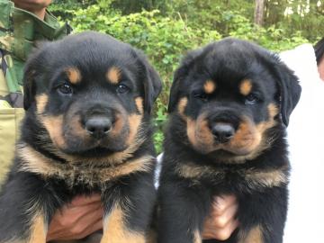 Champion deutsche Blutlinie Rottweiler