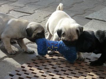 Mops Welpen beige und schwarz mit Papier