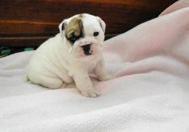 Reinrassige Englische Bulldoggen Welpen