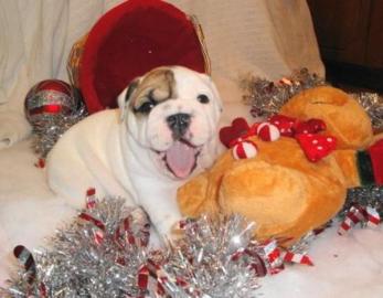Reinrassige Englische Bulldoggen Welpen