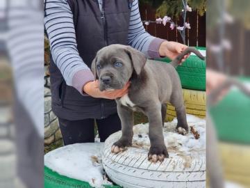 Reinrassige Cane Corso Welpen