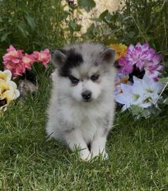 S��e Pomsky-Welpen zu verkaufen! WhatsAp