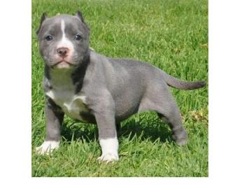Pitbull-Welpen bereit zum Verlassen