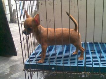 (X-mas)chihuahua welpen