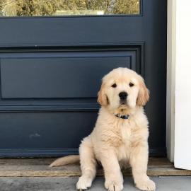 Atemberaubende Golden Retriever Welpen f