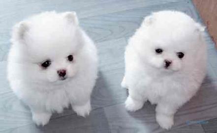 MINI POMERANIAN ZWERGSPITZ BOO WELPEN
