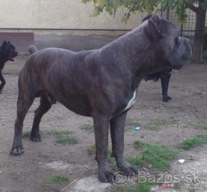 Cane Corso Hundebabys
