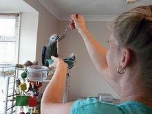 Sch�nes Paar Graupapageien
