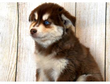 s��e Pomsky Welpen