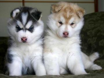 husky Welpen 12 Wochen