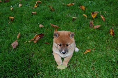 Shiba-Inu mit gutem Charakter bereit zu