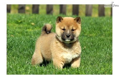 Shiba-Inu mit gutem Charakter bereit zu