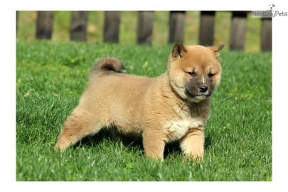 Shiba-Inu mit gutem Charakter bereit zu