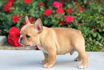 Top-Qualit�t Franz�sisch Bulldogge Welpe