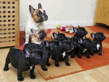 Top-Qualit�t Franz�sisch Bulldogge Welpe