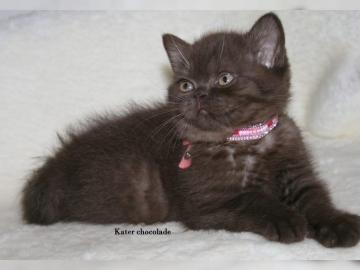 BRITISCH KURZHAAR BABYS in LILAC und CHO