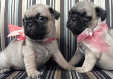 Mops Welpen Weibchen und R�den