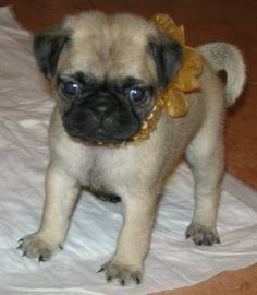 Mops Welpen Weibchen und R�den