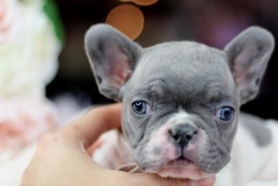 Franz�sische Bulldogge Welpe