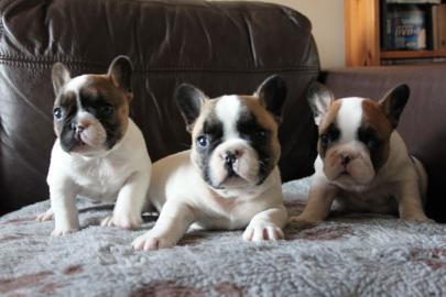 Franz�sische Bulldogge Welpe