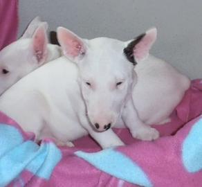 Wundersch�ne Miniatur Bullterrier welpen